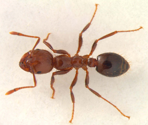 Carpenter Ants