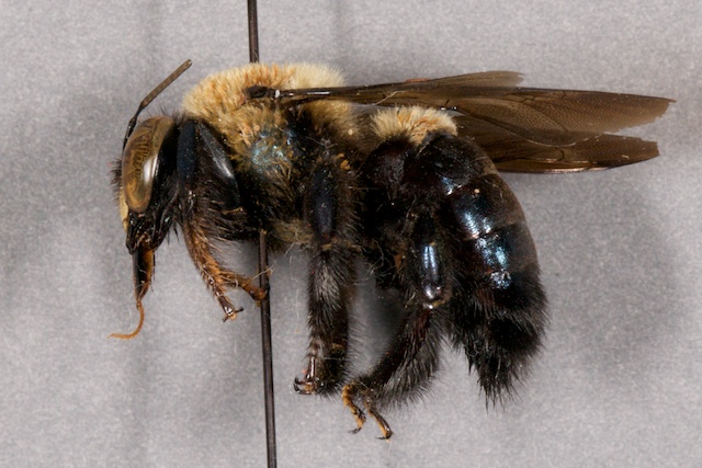 Carpenter Bees