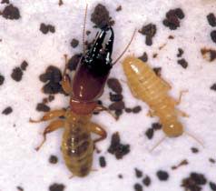 Drywood Termites