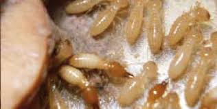 Formosan Subterranean Termites