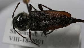 Wood-boring Beetles